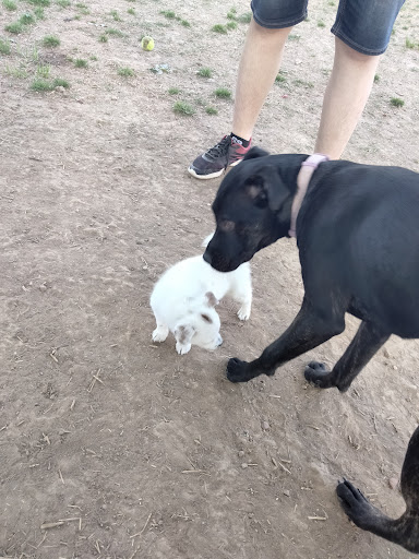 Dog Park «Murfreesboro Bark Park», reviews and photos, 1540 W College St, Murfreesboro, TN 37130, USA