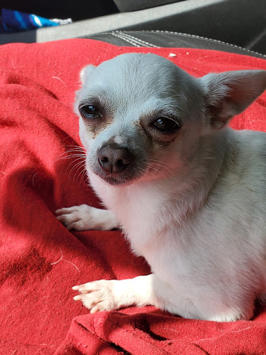 Pet Supply Store «PetSmart», reviews and photos, 2028 Miamisburg Centerville Rd, Dayton, OH 45459, USA