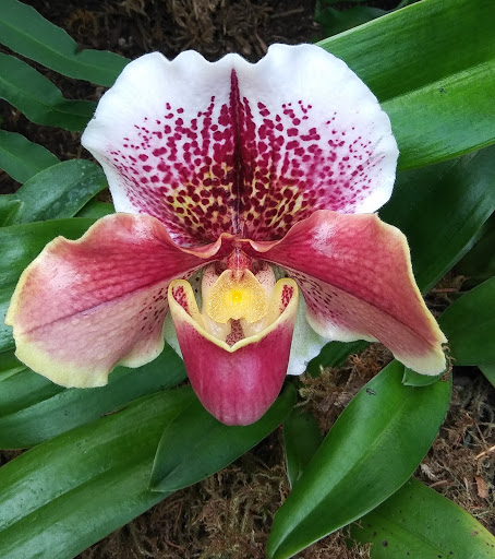 American Restaurant «California Grill», reviews and photos, 6751 Painter Ave, Whittier, CA 90601, USA