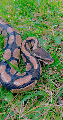 Pet Store «Miles of Exotics», reviews and photos, 8350 N Broadway, Kansas City, MO 64118, USA