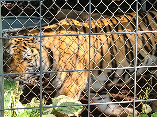 Zoo «Wilderness Trails Zoo», reviews and photos, 11721 Gera Rd, Birch Run, MI 48415, USA