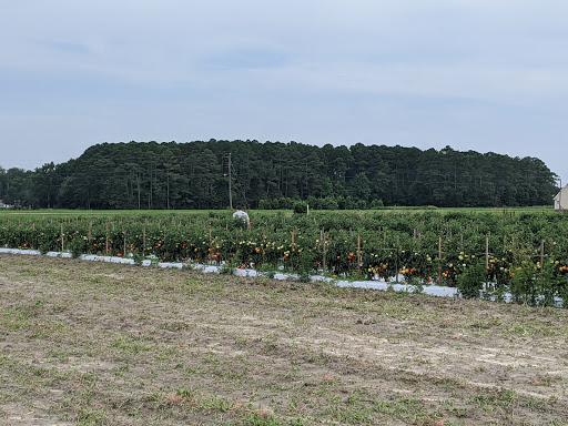 Fruit and Vegetable Store «Henley Farm», reviews and photos, 3513 Charity Neck Rd, Virginia Beach, VA 23456, USA