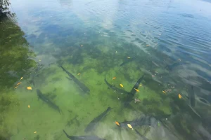 Tarpon feeding dock image