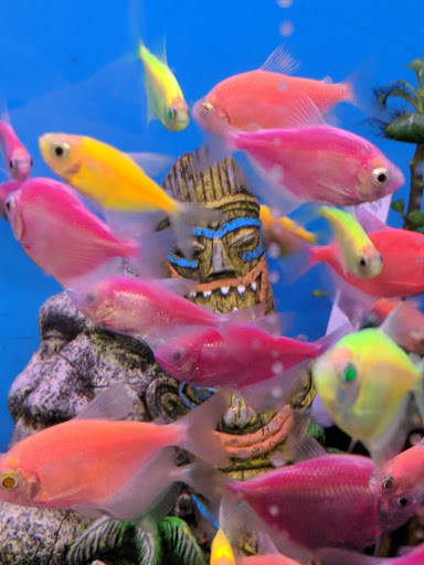 Pet Supply Store «Pet Supplies Plus», reviews and photos, 911 N Cable Rd a, Lima, OH 45805, USA