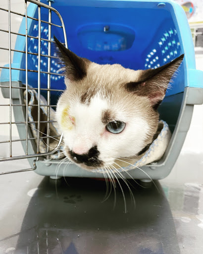 Clínica Veterinaria Villa Zoo en Villamartín