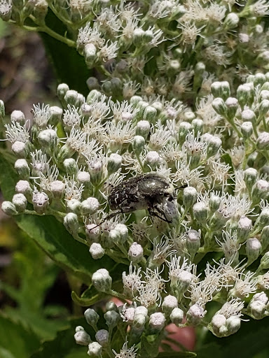 State Park «Cedar Hill State Park», reviews and photos, 1570 FM1382, Cedar Hill, TX 75104, USA