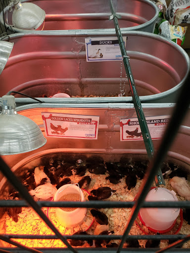 Home Improvement Store «Tractor Supply Co.», reviews and photos, 57184 Lyon Center Dr, New Hudson, MI 48165, USA