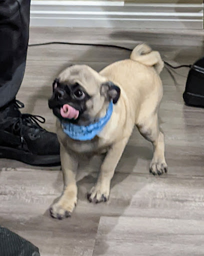 Pet Store «Peek-A-Dog Pet Grooming Adoptions», reviews and photos, 8452 State St, Lynwood, CA 90262, USA