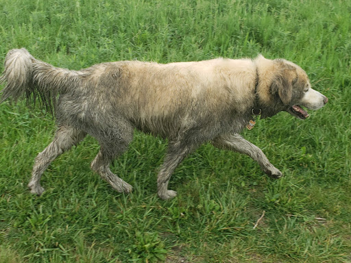 Pet Supply Store «Pet Supplies Plus», reviews and photos, 61 Irving Park Rd, Streamwood, IL 60107, USA