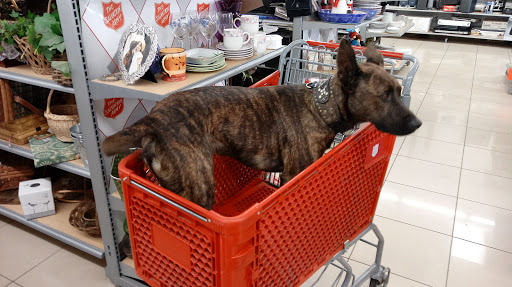 Thrift Store «The Salvation Army Family Store and Donation Center», reviews and photos, 180 S Tustin St, Orange, CA 92866, USA