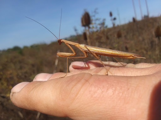 Toyota Dealer «Lithia Toyota of Springfield», reviews and photos, 163 S 9th St, Springfield, OR 97477, USA