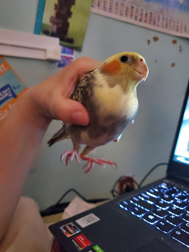 Pet Supply Store «Whiteway Pet Shop», reviews and photos, 950 Elizabeth Ave, Elizabeth, NJ 07201, USA