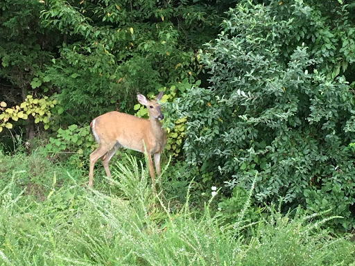 Park «Arrowbrook Park», reviews and photos, Field Point Rd, Herndon, VA 20171, USA