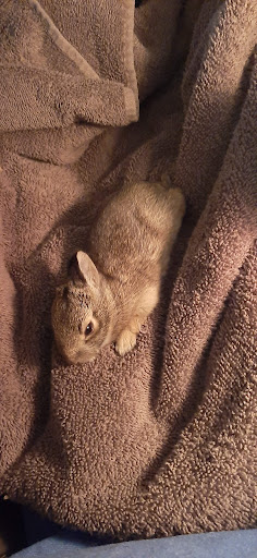 Pet Supply Store «Petsense Rome», reviews and photos, 2511 Redmond Cir, Rome, GA 30165, USA