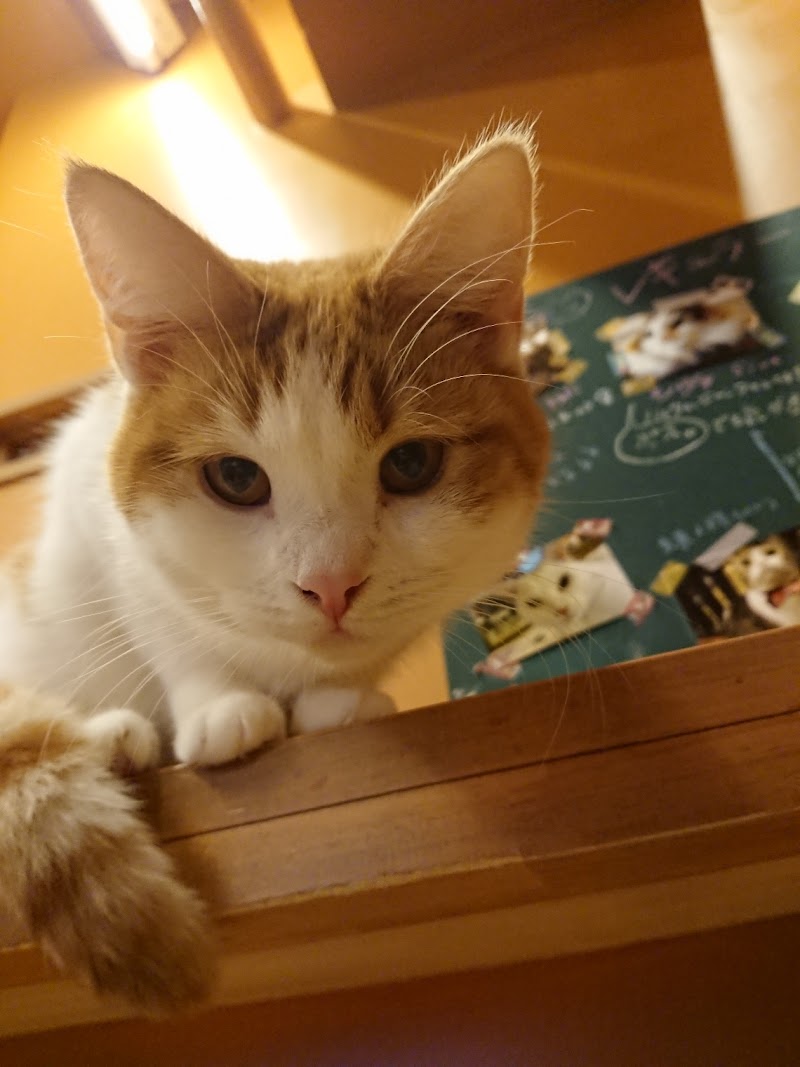 アメ村エスニック 猫カフェぐるぐる堂 本店 大阪府大阪市中央区西心斎橋 カフェ 喫茶 カフェ グルコミ