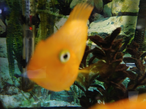 Pet Supply Store «Rutser Pet Store», reviews and photos, 5418 E Beverly Blvd, East Los Angeles, CA 90022, USA