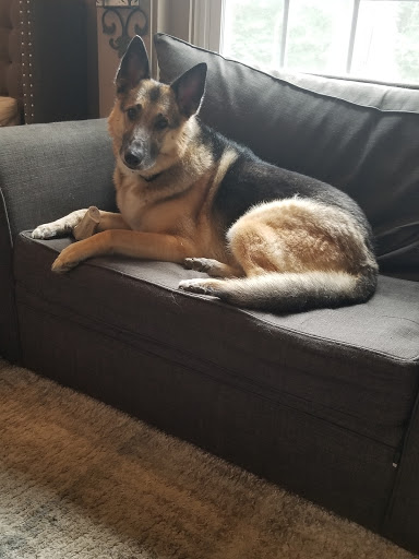 Pet Store «Dog Wash Etc», reviews and photos, 1037 Forest Ave, Portland, ME 04103, USA