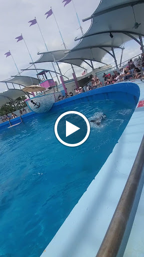 Tour Agency «Miami Swim With Dolphin Tours», reviews and photos, 247 SW 8th St, Miami, FL 33130, USA