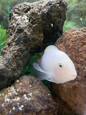 Aquariopassion - Vente de poissons et locations d'aquariums à Beauvais