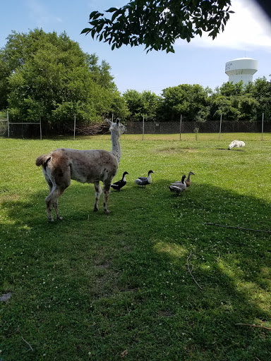 Pet Store «Animal Feeds & Needs», reviews and photos, 401 W Golf Rd, Arlington Heights, IL 60005, USA