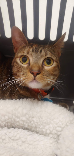 Pet Groomer «Furry Tails Pet Grooming», reviews and photos, 865 Cypress Pkwy, Poinciana, FL 34759, USA