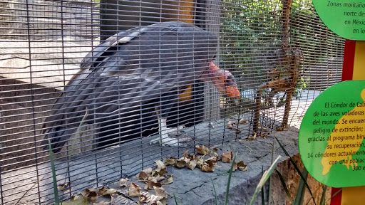 Zoológico de Chapultepec