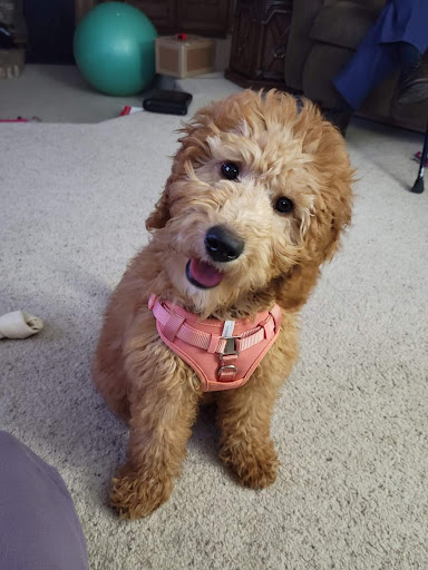 Pet Supply Store «Petco Animal Supplies», reviews and photos, 2140 E Blvd St, Kokomo, IN 46902, USA