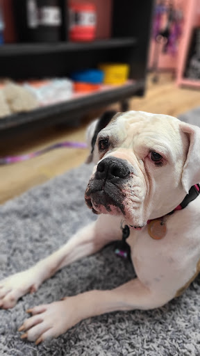 Frankies House of Dog