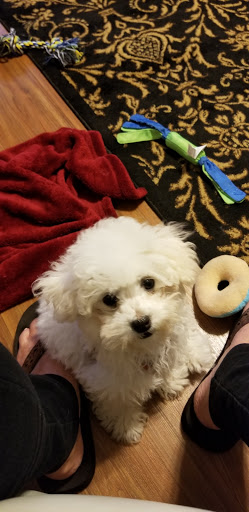 Pet Store «AA Ridgewood Kennels II», reviews and photos, 5401 Lincoln Hwy, Gap, PA 17527, USA