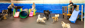 Aunties Doggie Daycare, Grooming & Shop
