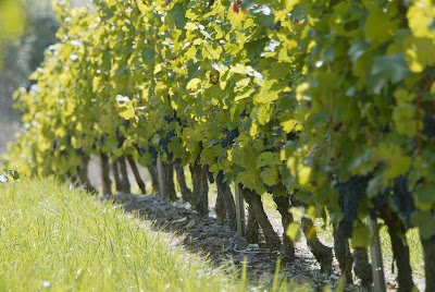 Domaine de Labarthe à Castanet