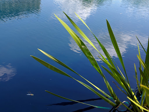 Golf Course «The Golf Club at Ballantyne, Charlotte (Public)», reviews and photos, 10000 Ballantyne Commons Pkwy, Charlotte, NC 28277, USA