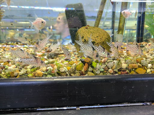 Fish Store «Aquatek Tropical Fish», reviews and photos, 8023 Burnet Rd # 1, Austin, TX 78757, USA