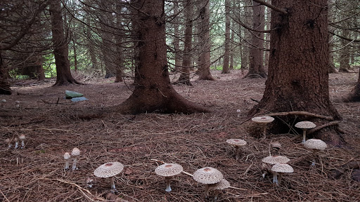 Museum «Dorflinger Glass Museum», reviews and photos, 37 Suydam Dr, White Mills, PA 18473, USA