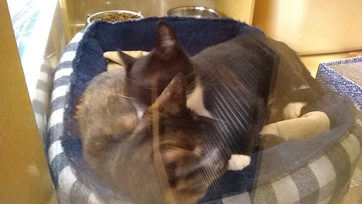 Pet Supply Store «PetSmart», reviews and photos, 156 Old Little Britain Rd, Newburgh, NY 12550, USA