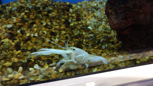 Pet Supply Store «Petco Animal Supplies», reviews and photos, 816 Washington St, Middletown, CT 06457, USA