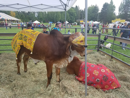 Park «Crossroads Water Spray Playground», reviews and photos, 999 165th Ave NE, Bellevue, WA 98008, USA