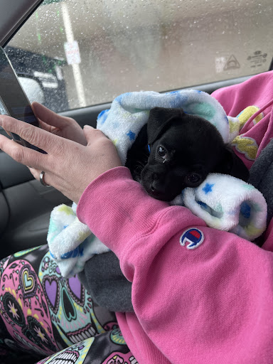 Pet Supply Store «Blue Seal Feeds Inc», reviews and photos, 876 Stillwater Ave # 1, Bangor, ME 04401, USA