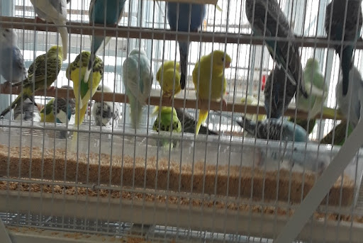 Pet Supply Store «El Granero Feed & Pet Supplies», reviews and photos, 2228 Church Ln, San Pablo, CA 94806, USA