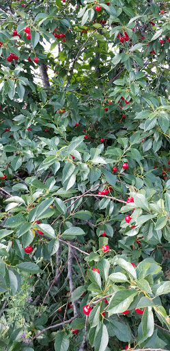 Produce Market «Berry Patch Farms», reviews and photos, 13785 Potomac St, Brighton, CO 80601, USA