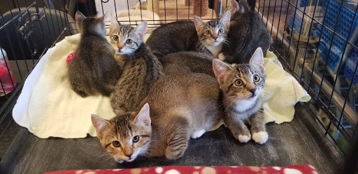 Pet Supply Store «PetSmart», reviews and photos, 1700 N Federal Hwy, Fort Lauderdale, FL 33305, USA