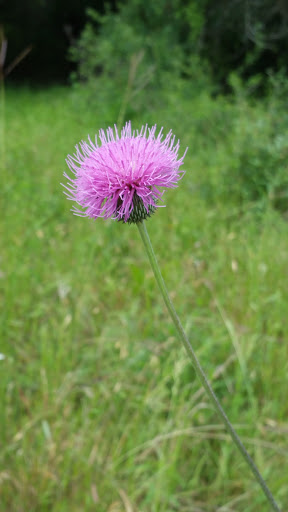 Nature Preserve «Warbler Woods», reviews and photos, 19349 Old Wiederstein Rd, Cibolo, TX 78108, USA
