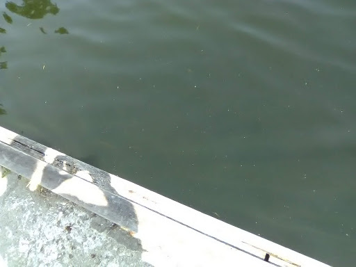 Park «Thornton A. Sullivan Park», reviews and photos, 11405 Silver Lake Rd, Everett, WA 98208, USA