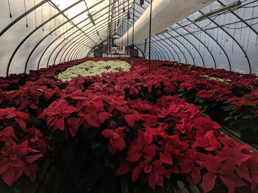 Florist «Exotic Flowers», reviews and photos, 609 American Legion Hwy, Boston, MA 02131, USA