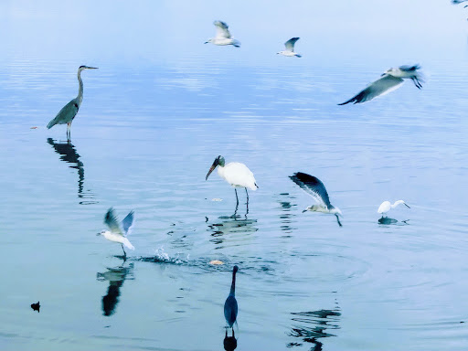 Park «Josiah Cephus Weaver Park», reviews and photos, 1258 Bayshore Blvd, Dunedin, FL 34698, USA