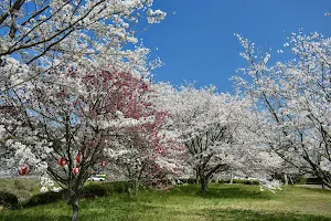 Sakurazutsuminakanoshima Park image