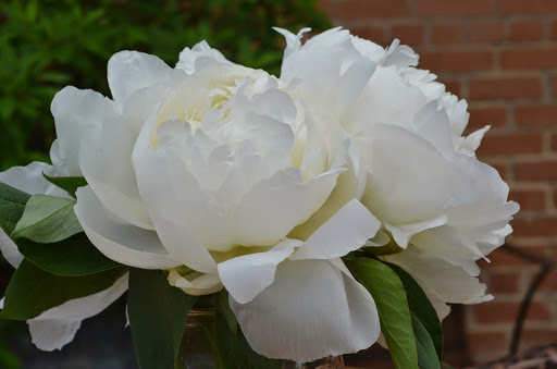 Florist «Lane Florist», reviews and photos, 6616 Snider Plaza, Dallas, TX 75205, USA