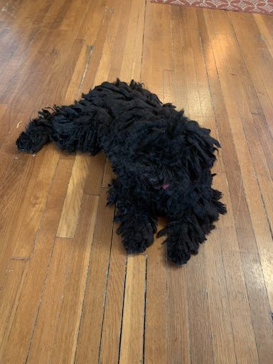 Pet Groomer «Doggie Style Bowtique», reviews and photos, 1713 Westport Rd, Kansas City, MO 64111, USA