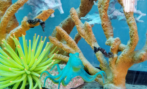 Tropical Fish Store «Tropi-Quatics Pet Center», reviews and photos, 337 S Main St, Lombard, IL 60148, USA