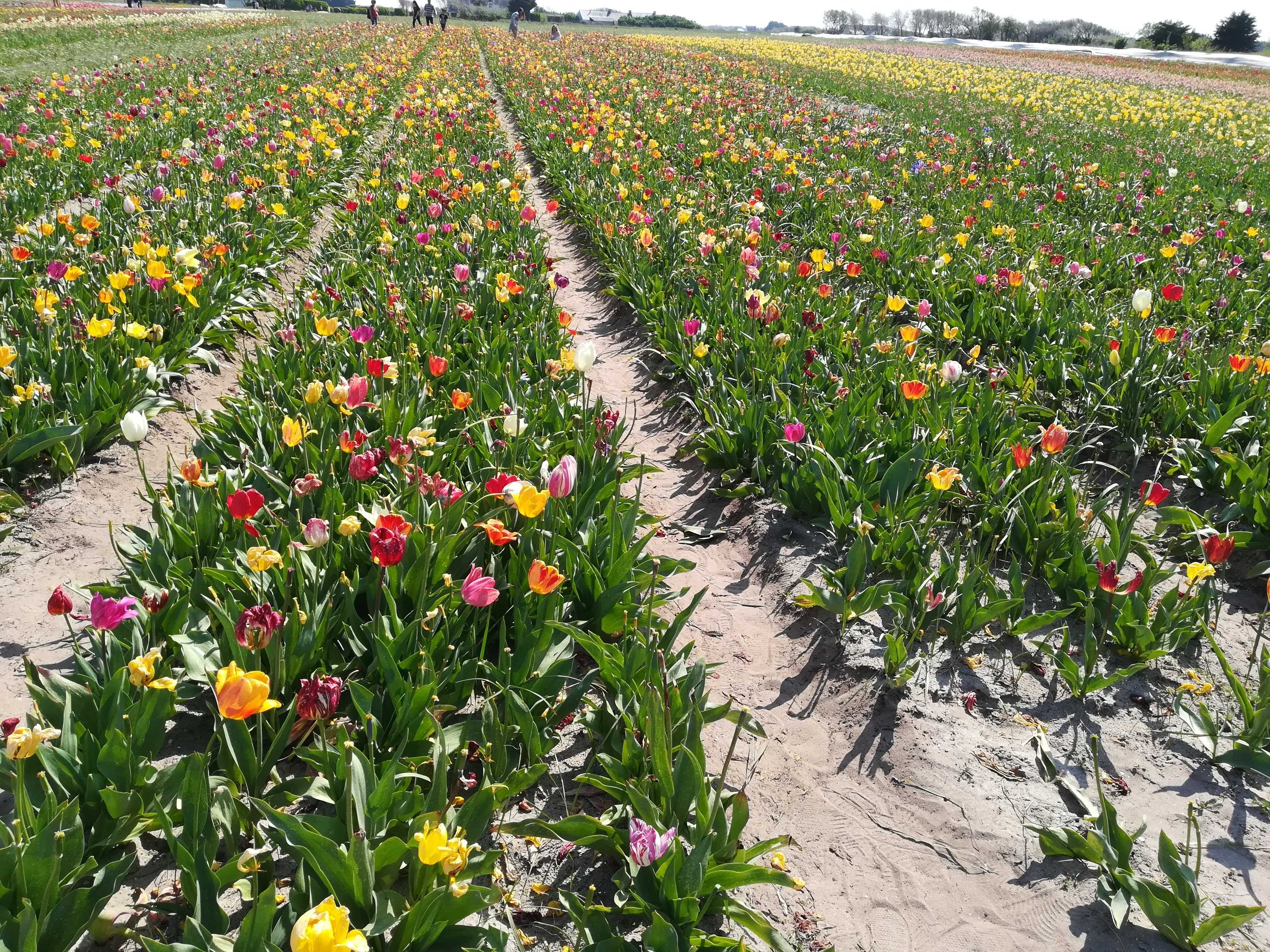 Photo n° 15 de l'avis de Ky29. fait le 26/03/2021 à 12:18